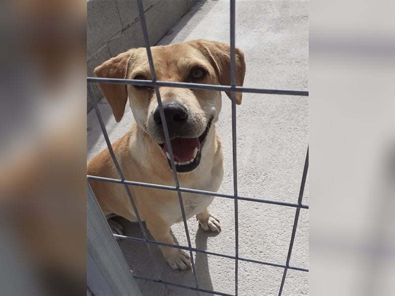 Liebevolle Retriever Dame DONNA (4,5 Jahre) sucht eine Familie