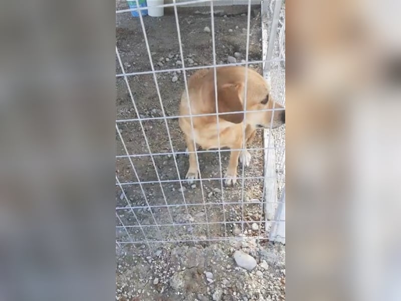 Entspannte Retriever Mix Hündin SASCHA sucht eine Familie
