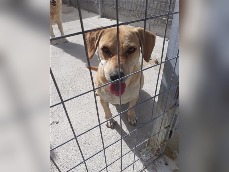 Liebevolle Retriever Dame DONNA (4,5 Jahre) sucht eine Familie