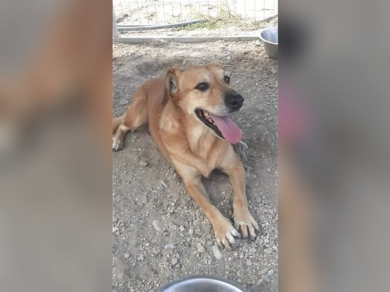 Entspannte Retriever Mix Hündin SASCHA sucht eine Familie
