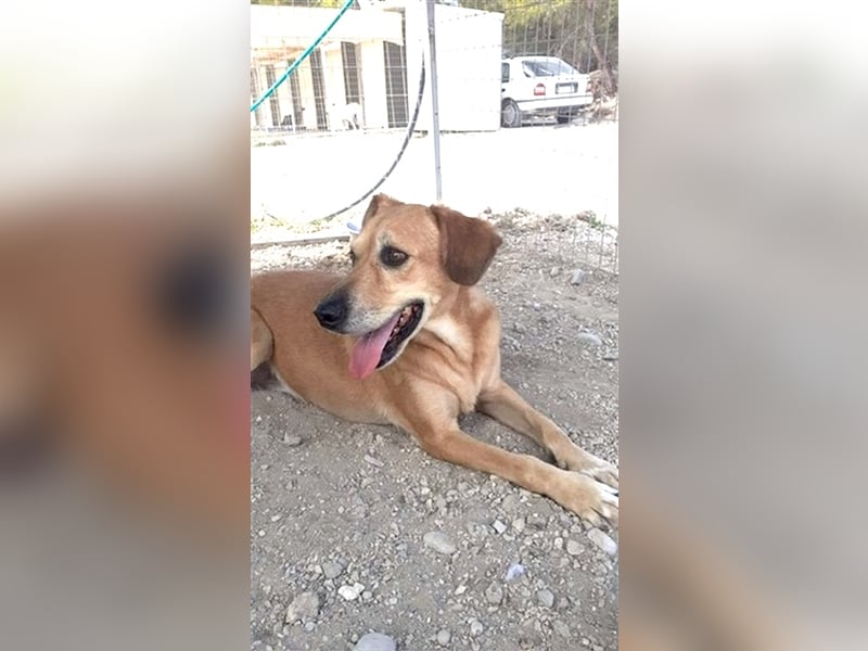 Entspannte Retriever Mix Hündin SASCHA sucht eine Familie
