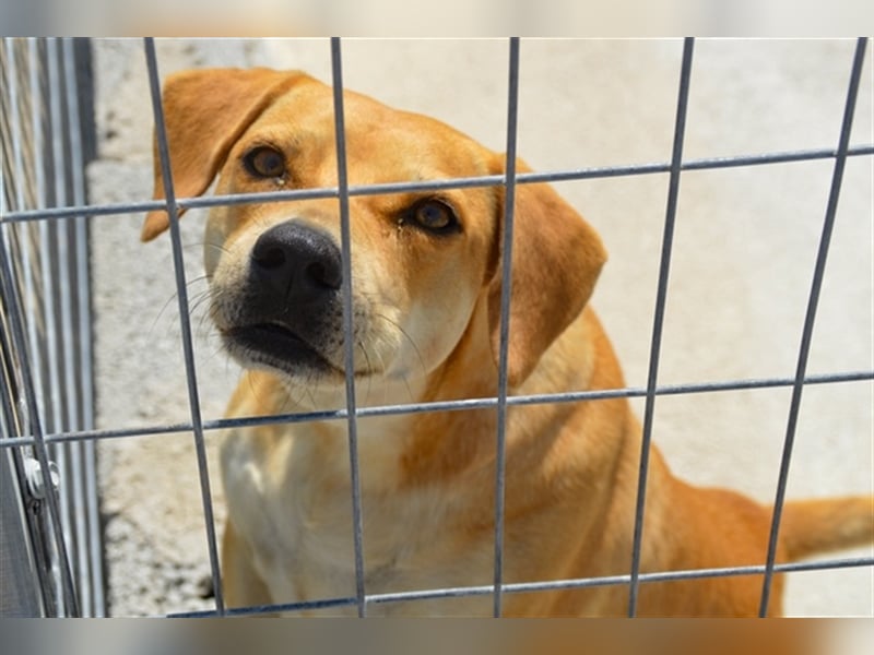 Liebevolle Retriever Dame DONNA (4,5 Jahre) sucht eine Familie