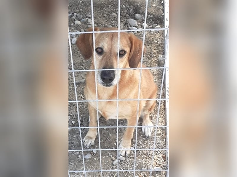 Entspannte Retriever Mix Hündin SASCHA sucht eine Familie