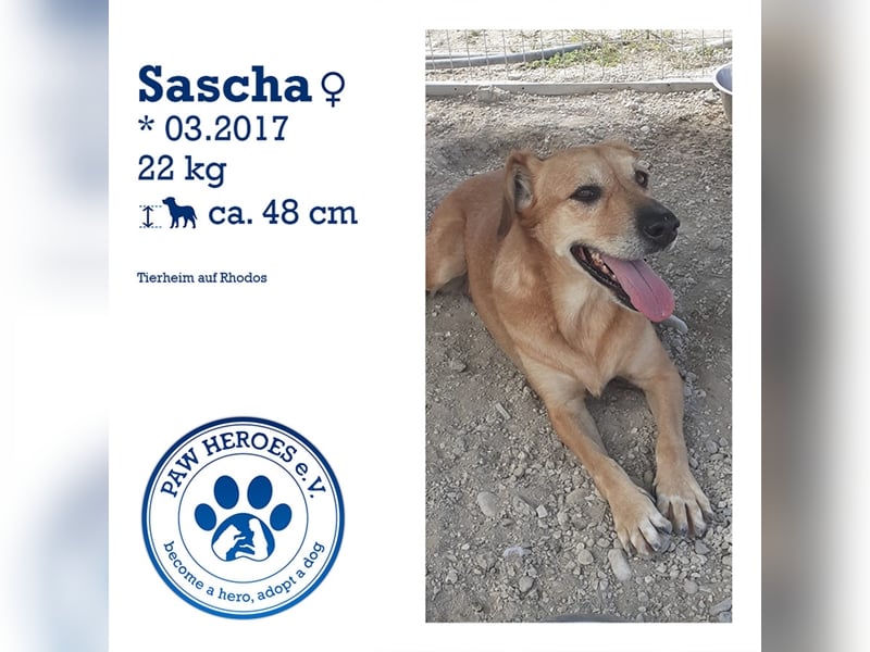 Entspannte Retriever Mix Hündin SASCHA sucht eine Familie