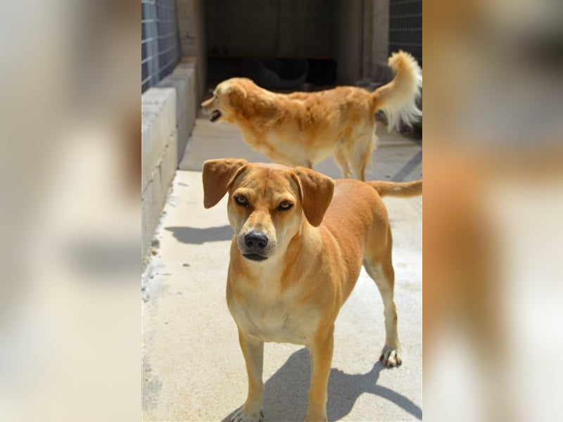 Liebevolle Retriever Dame DONNA (4,5 Jahre) sucht eine Familie