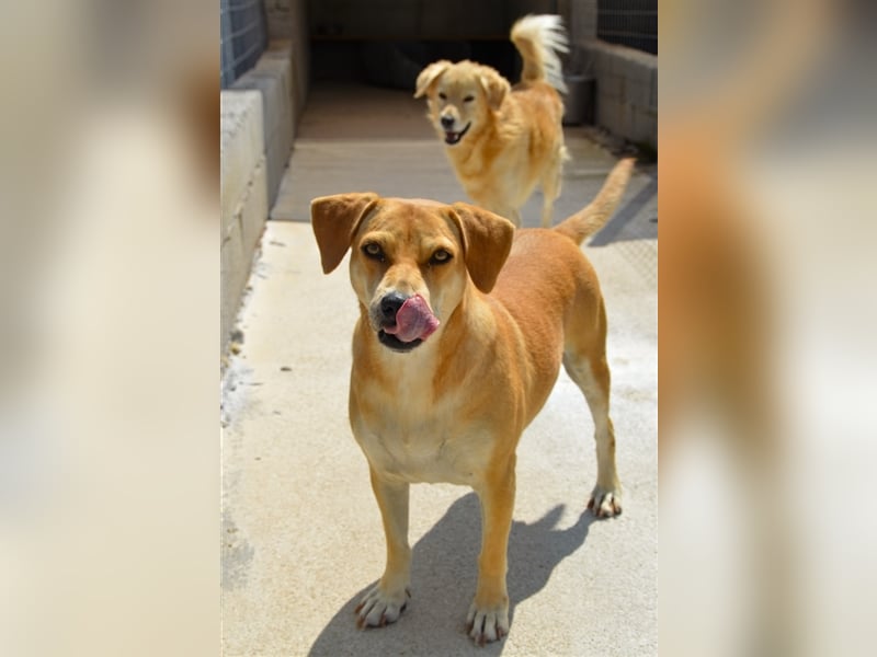Liebevolle Retriever Dame DONNA (4,5 Jahre) sucht eine Familie