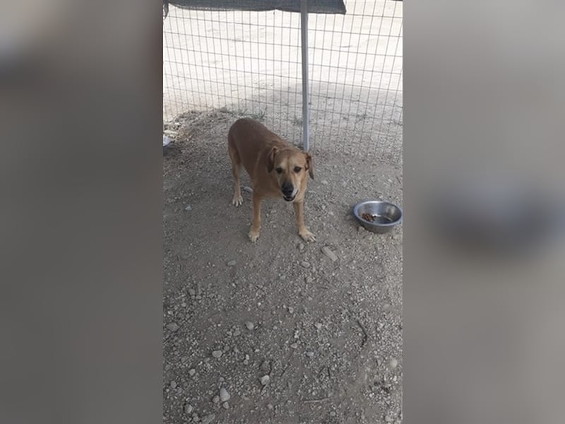Entspannte Retriever Mix Hündin SASCHA sucht eine Familie
