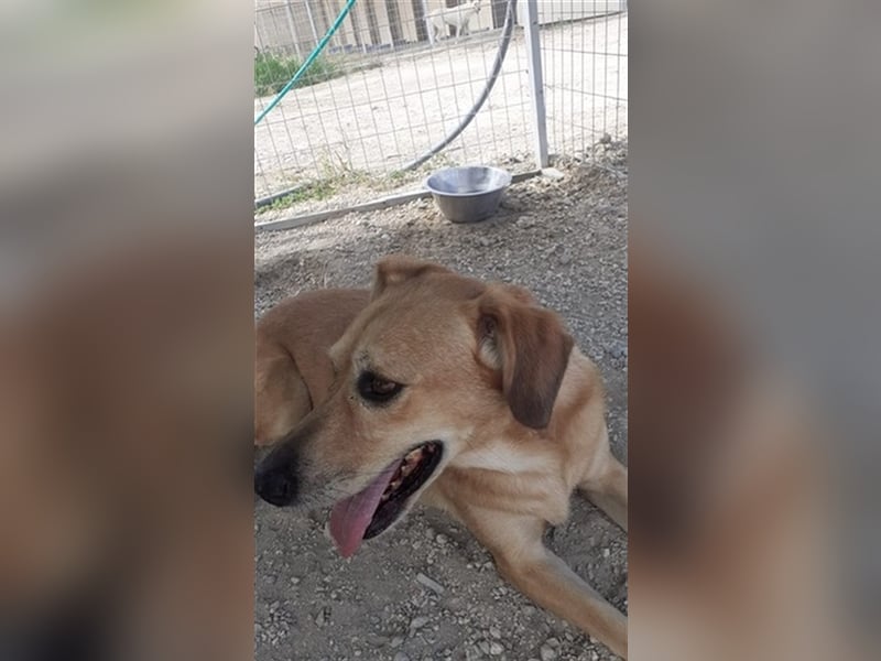 Entspannte Retriever Mix Hündin SASCHA sucht eine Familie