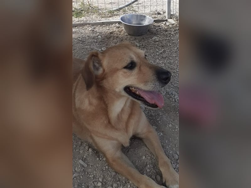 Entspannte Retriever Mix Hündin SASCHA sucht eine Familie