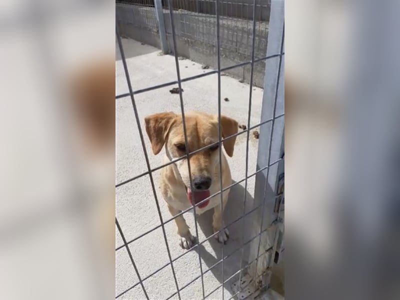 Liebevolle Retriever Dame DONNA (4,5 Jahre) sucht eine Familie
