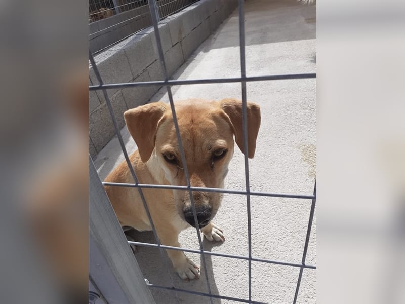 Liebevolle Retriever Dame DONNA (4,5 Jahre) sucht eine Familie