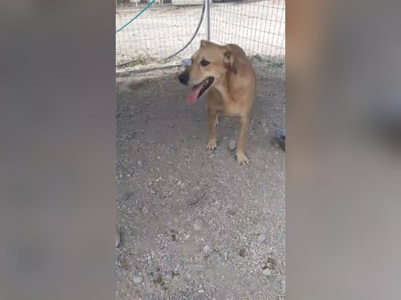 Entspannte Retriever Mix Hündin SASCHA sucht eine Familie