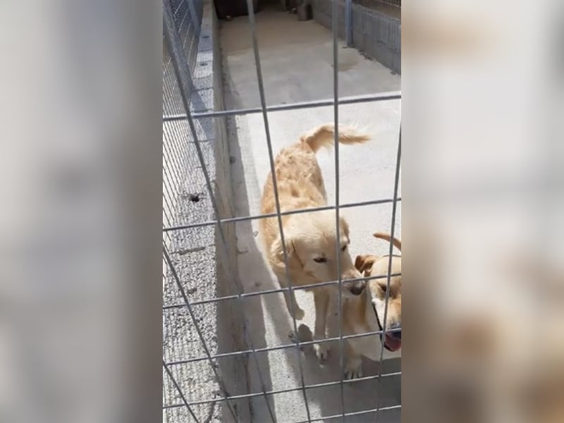 Liebevolle Retriever Dame DONNA (4,5 Jahre) sucht eine Familie