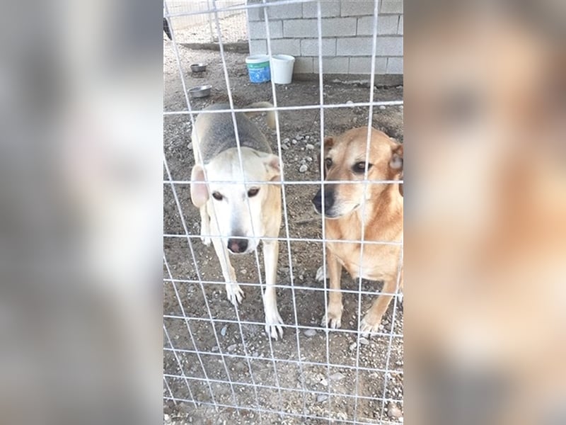 Entspannte Retriever Mix Hündin SASCHA sucht eine Familie