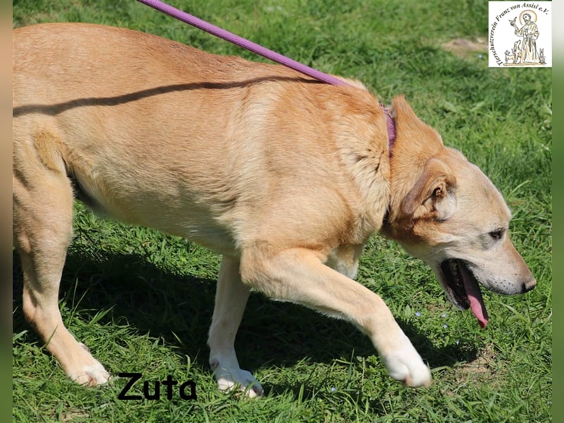 Zuta ist einsam