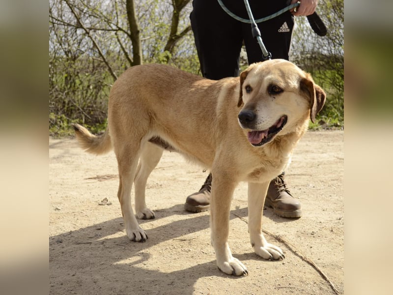 Labrador Mädel Doris möchte Rumänien verlassen