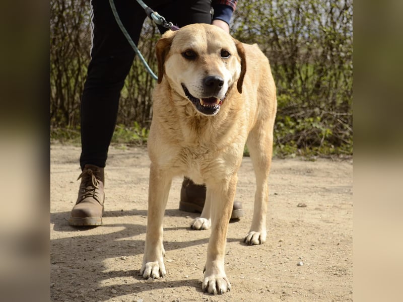 Labrador Mädel Doris möchte Rumänien verlassen