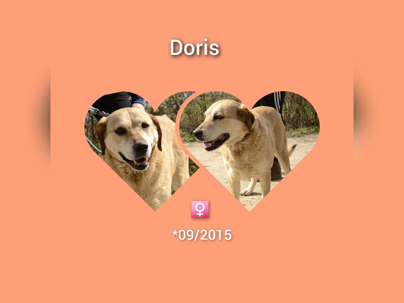 Labrador Mädel Doris möchte Rumänien verlassen