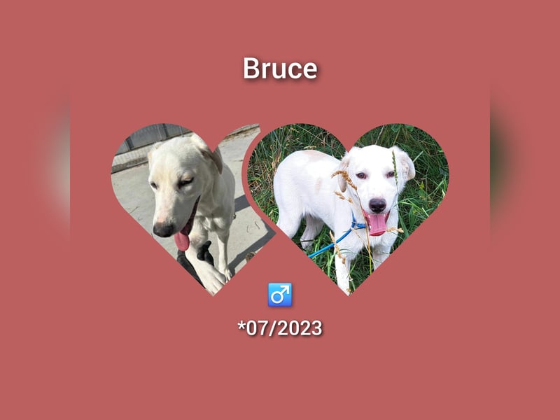 Labrador Mix Bruce möchte Rumänien schnell verlassen