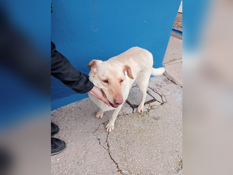 Laika, eine süße Hündin