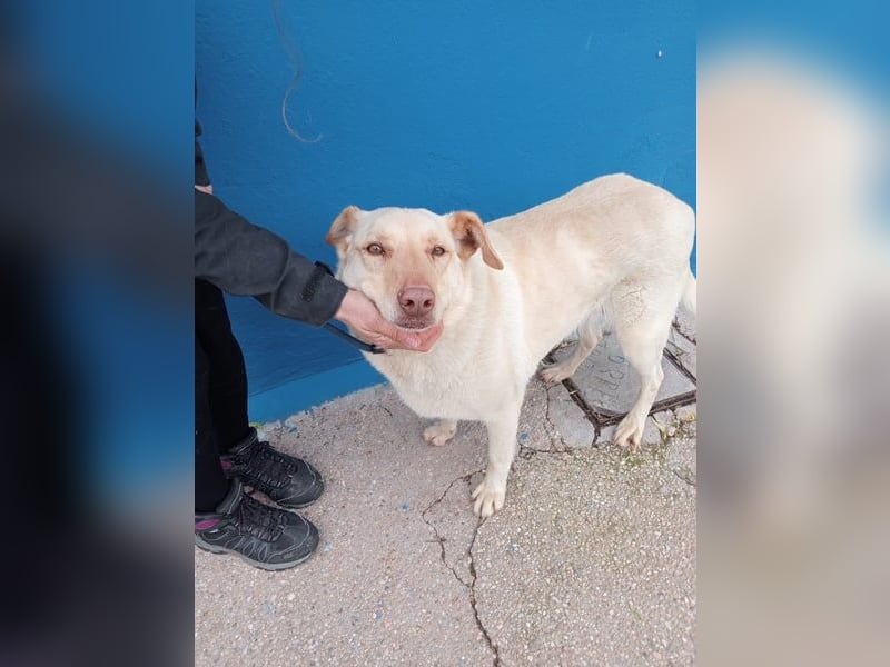 Laika, hofft auf ihre Ausreise ins Glück