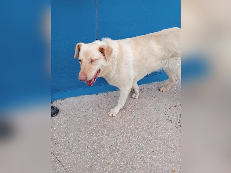 Laika, eine süße Hündin