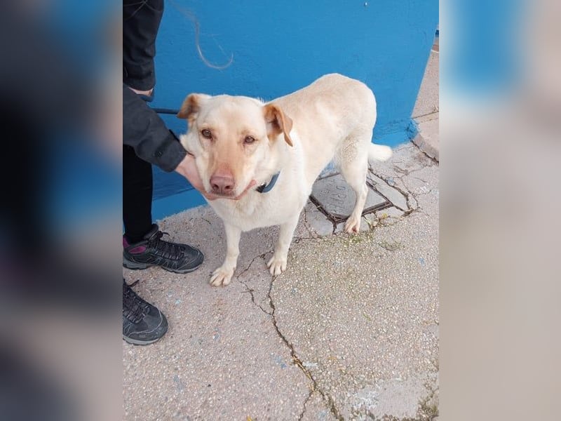 Laika, hofft auf ihre Ausreise ins Glück