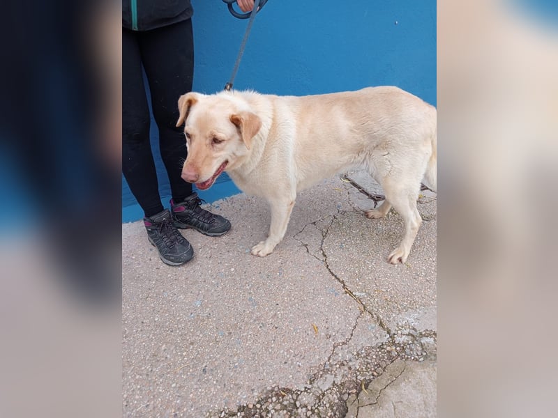 Laika, eine süße Hündin