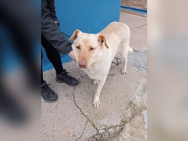 Laika, hofft auf ihre Ausreise ins Glück