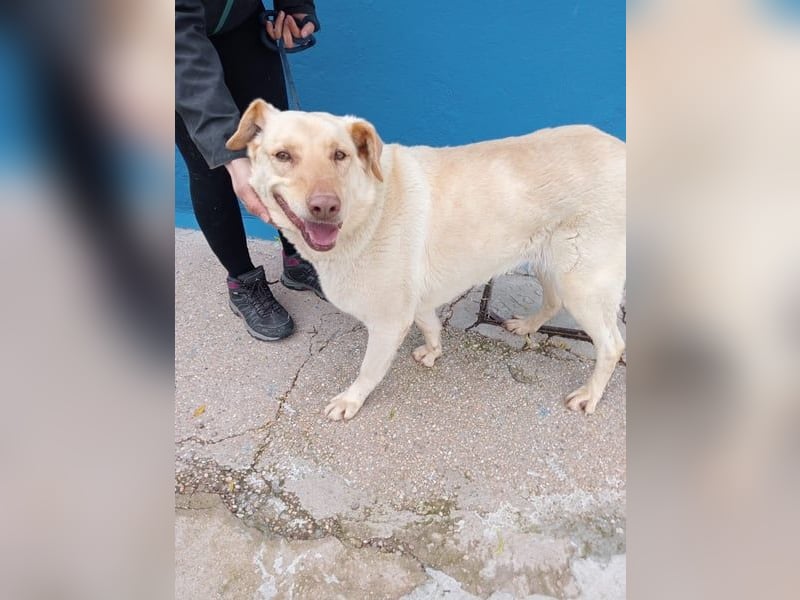 Laika, hofft auf ihre Ausreise ins Glück