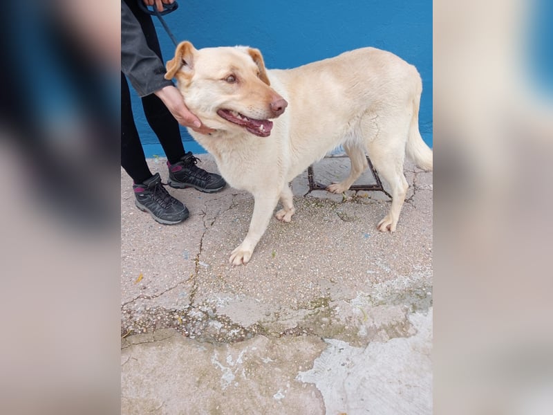 Laika, eine süße Hündin