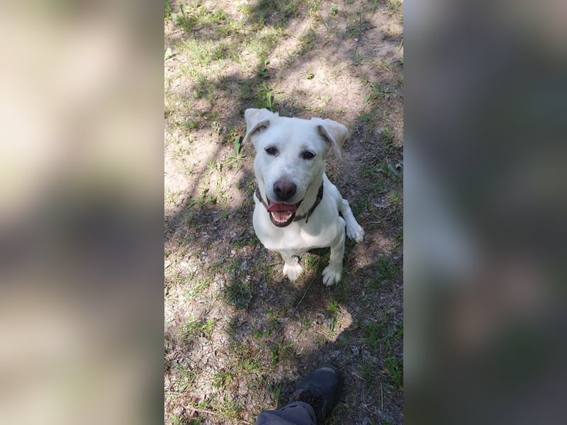 Lucy-DG, taube,kleine Fee sucht Körbchen !