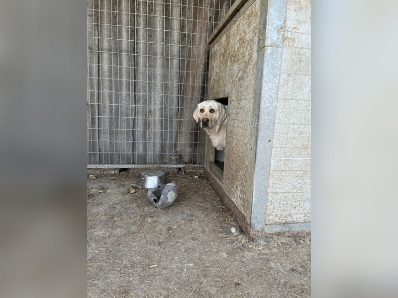 Risza PP – Sanfte Labrador-Hündin mit traurigem Blick sucht liebevolles Zuhause