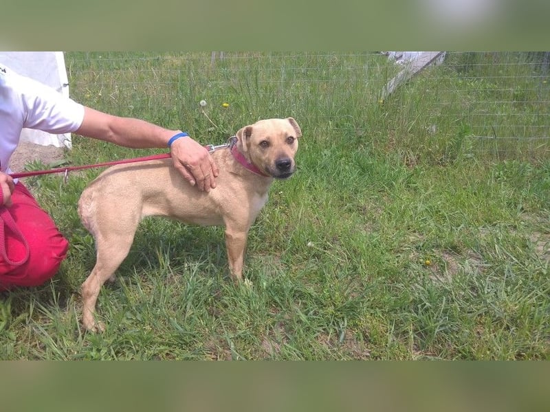 Ledi LM - Kuschelbedürftige Hundedame mit großem Herzen