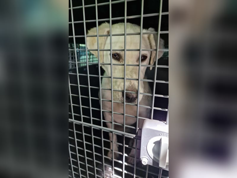 Lucy-DG, taube,kleine Fee sucht Körbchen !