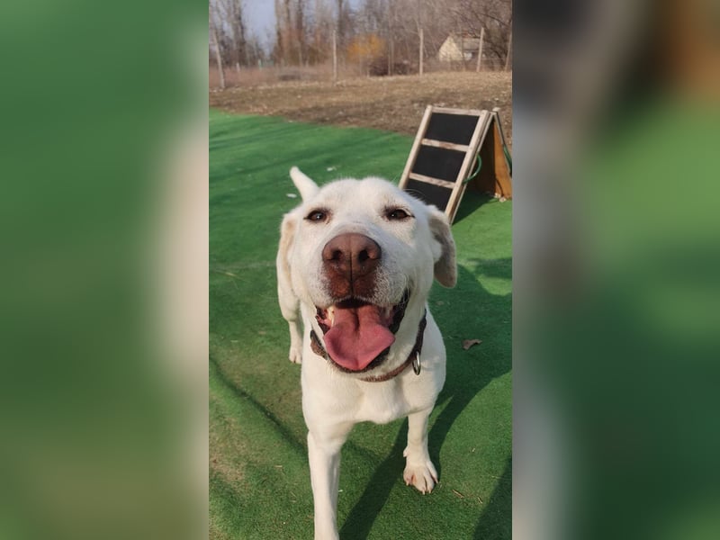 Lucy-DG, taube,kleine Fee sucht Körbchen !