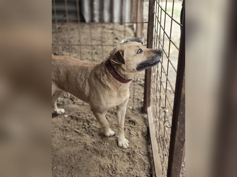Ledi LM - Kuschelbedürftige Hundedame mit großem Herzen