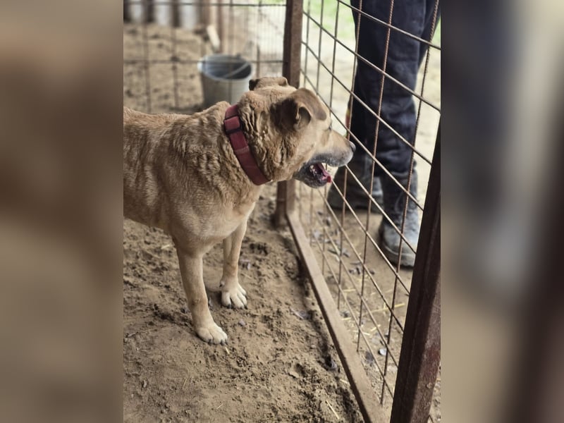 Ledi LM - Kuschelbedürftige Hundedame mit großem Herzen