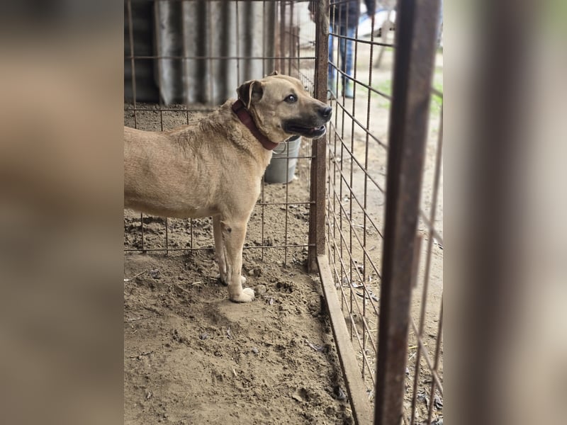 Ledi LM - Kuschelbedürftige Hundedame mit großem Herzen