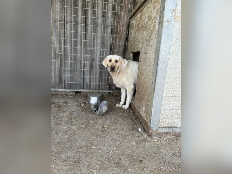Risza PP – Sanfte Labrador-Hündin mit traurigem Blick sucht liebevolles Zuhause