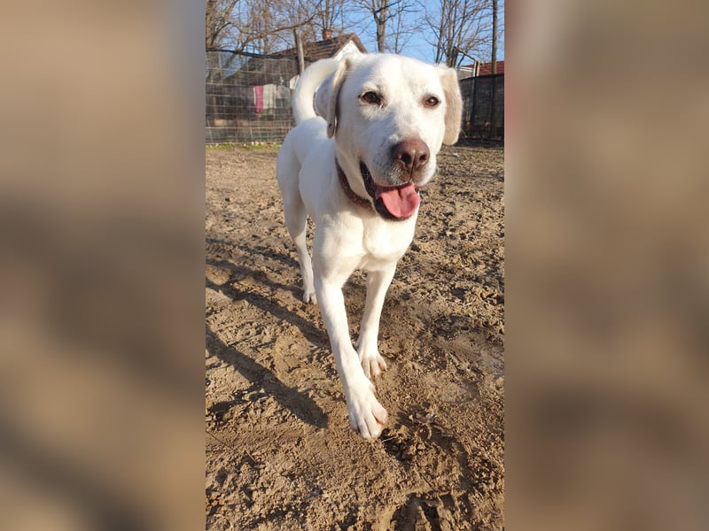 Lucy-DG, taube,kleine Fee sucht Körbchen !