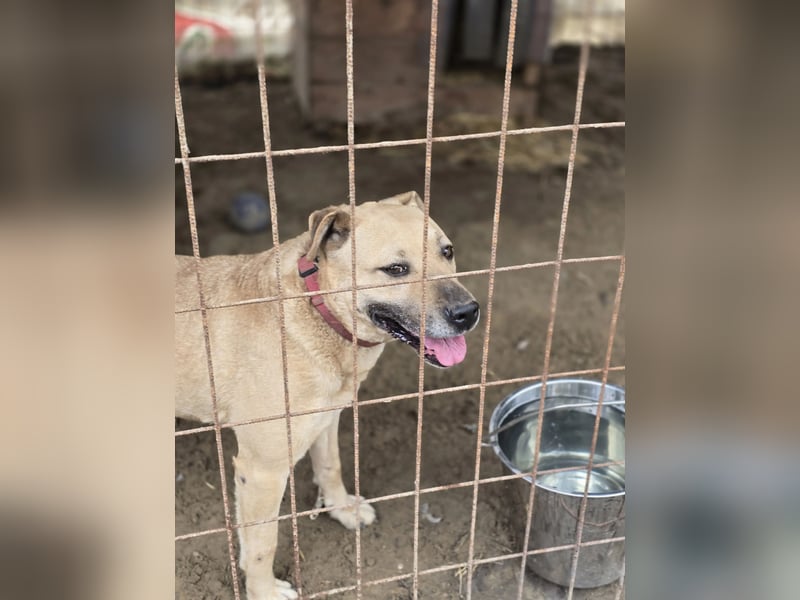 Ledi LM - Kuschelbedürftige Hundedame mit großem Herzen
