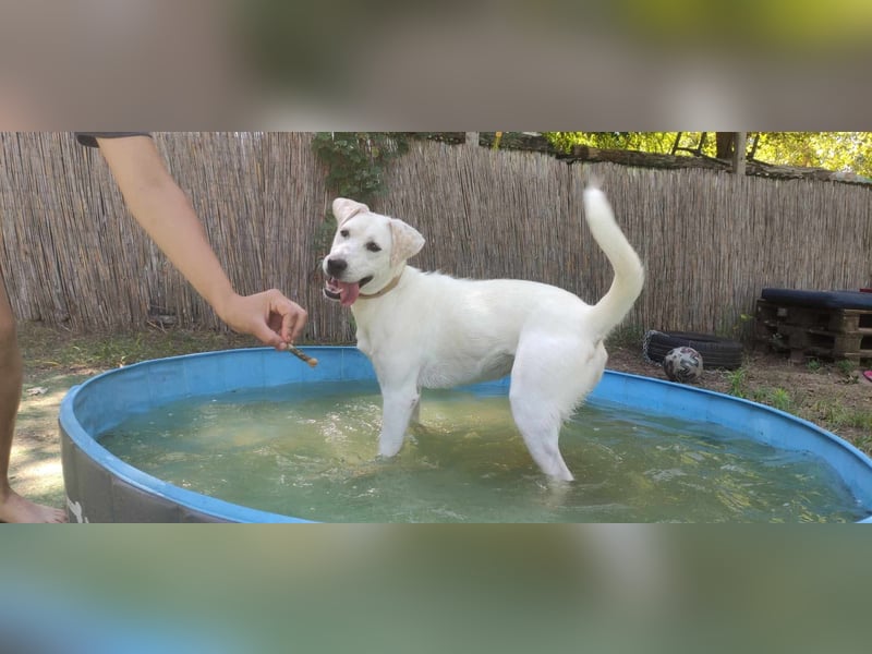 Lucy-DG, taube,kleine Fee sucht Körbchen !
