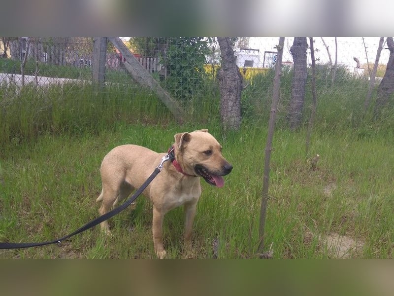 Ledi LM - Kuschelbedürftige Hundedame mit großem Herzen