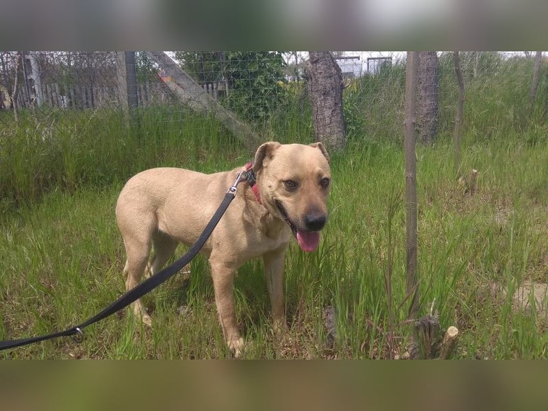 Ledi LM - Kuschelbedürftige Hundedame mit großem Herzen