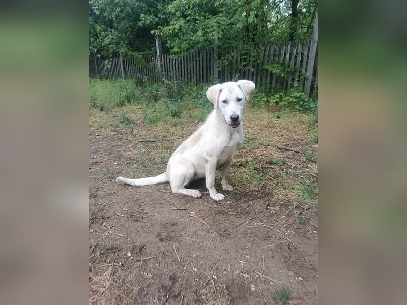 Lucy-DG, taube,kleine Fee sucht Körbchen !