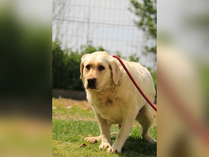 Risza PP – Sanfte Labrador-Hündin mit traurigem Blick sucht liebevolles Zuhause