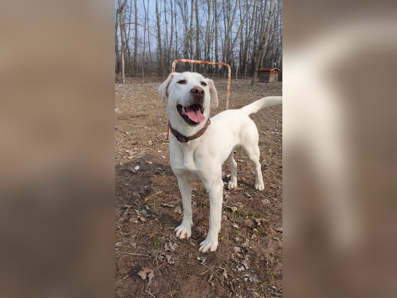 Lucy-DG, taube,kleine Fee sucht Körbchen !