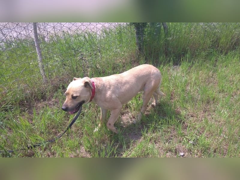 Ledi LM - Kuschelbedürftige Hundedame mit großem Herzen