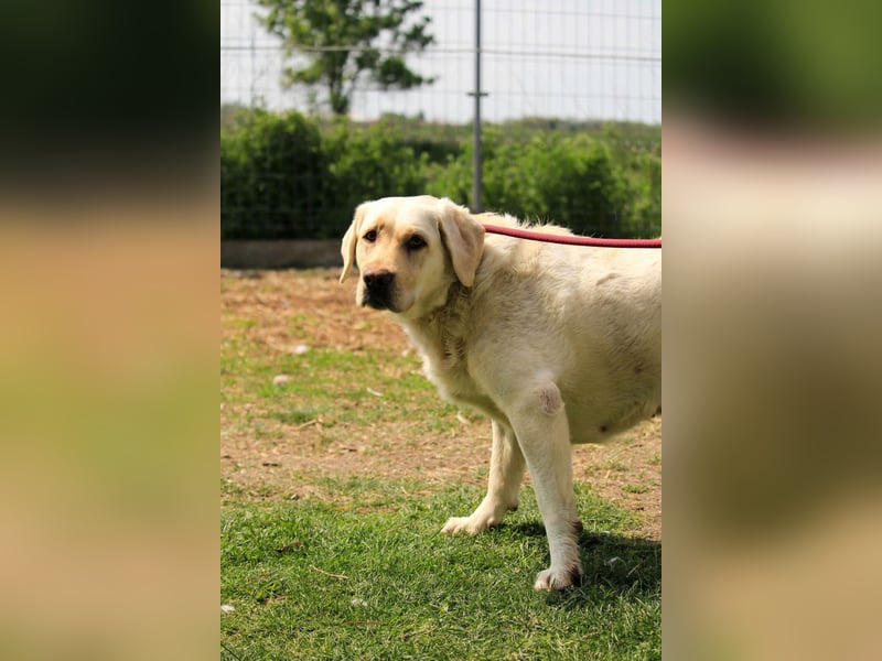 Risza PP – Sanfte Labrador-Hündin mit traurigem Blick sucht liebevolles Zuhause